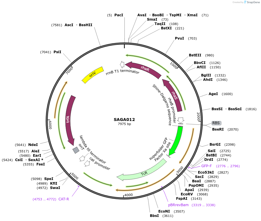 240761-plasmid-map-sequence-id-483926