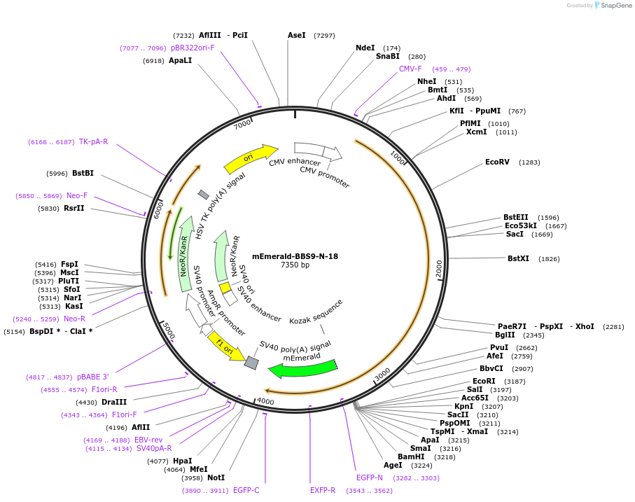 54014-plasmid-map-sequence-id-484003
