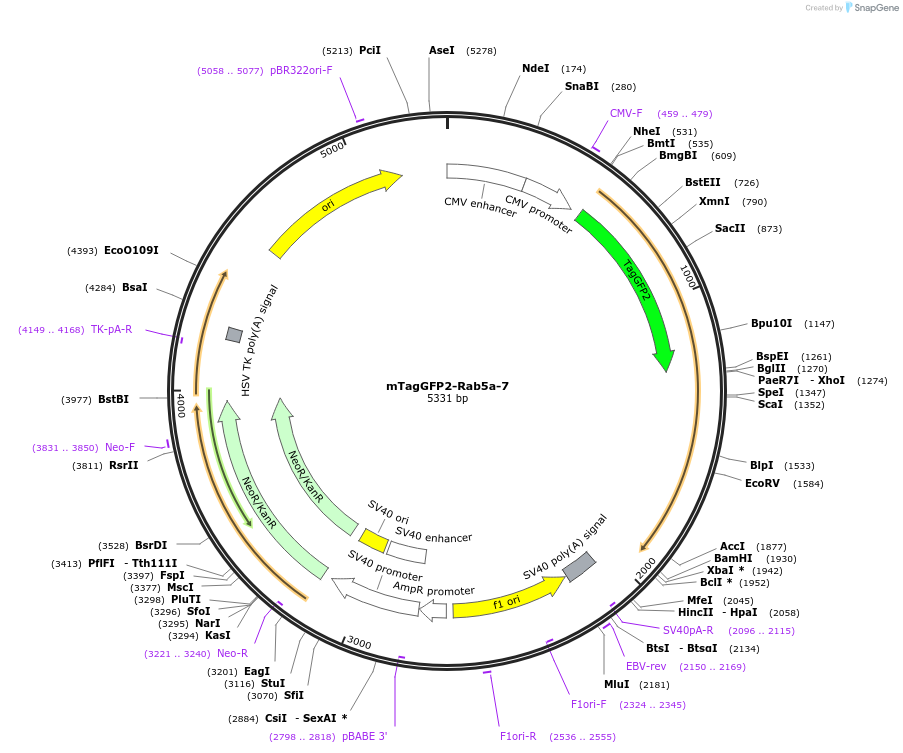 56417-plasmid-map-sequence-id-484241