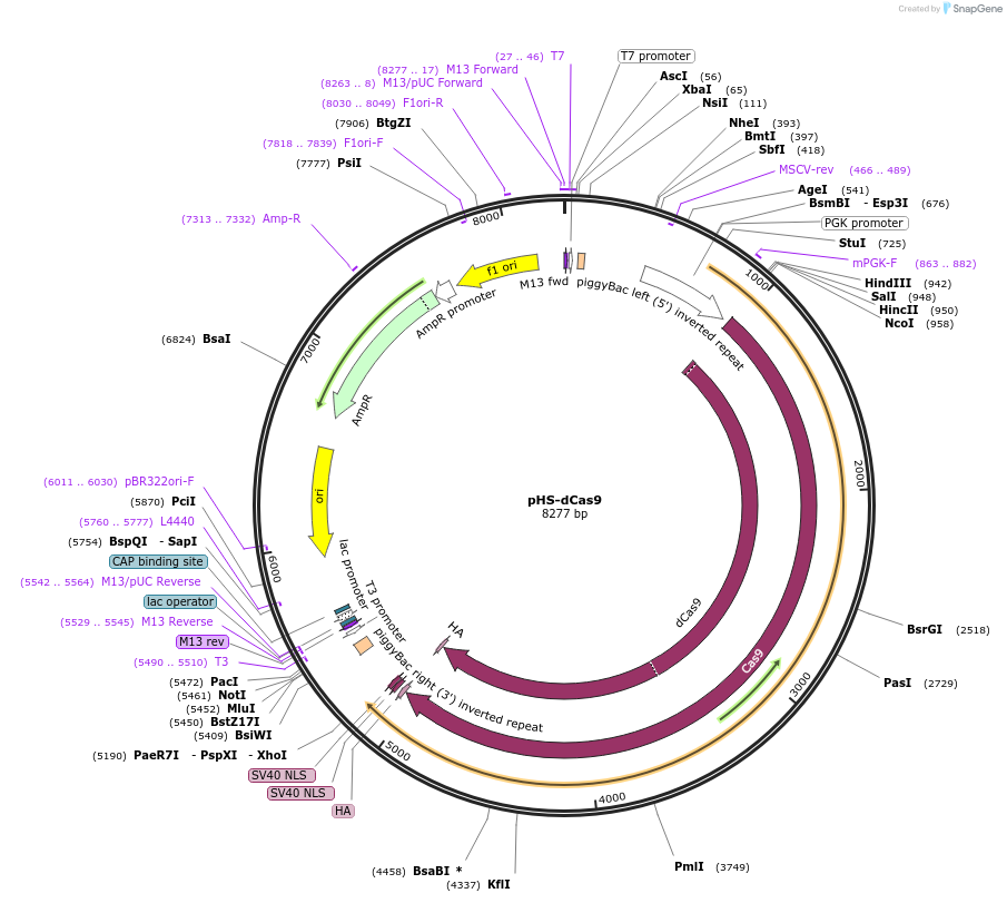240212-plasmid-map-sequence-id-484257