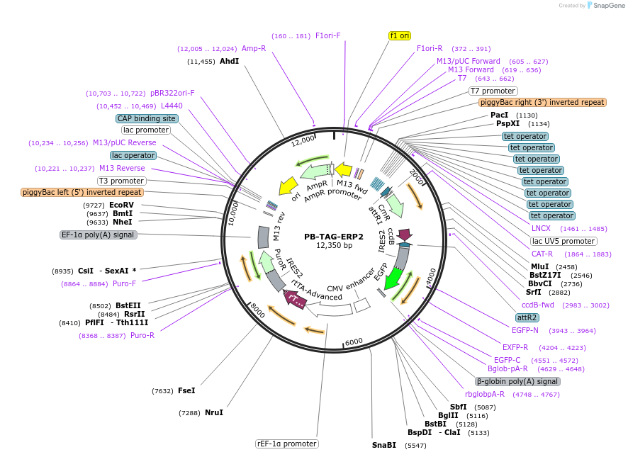 80479-plasmid-map-sequence-id-484261