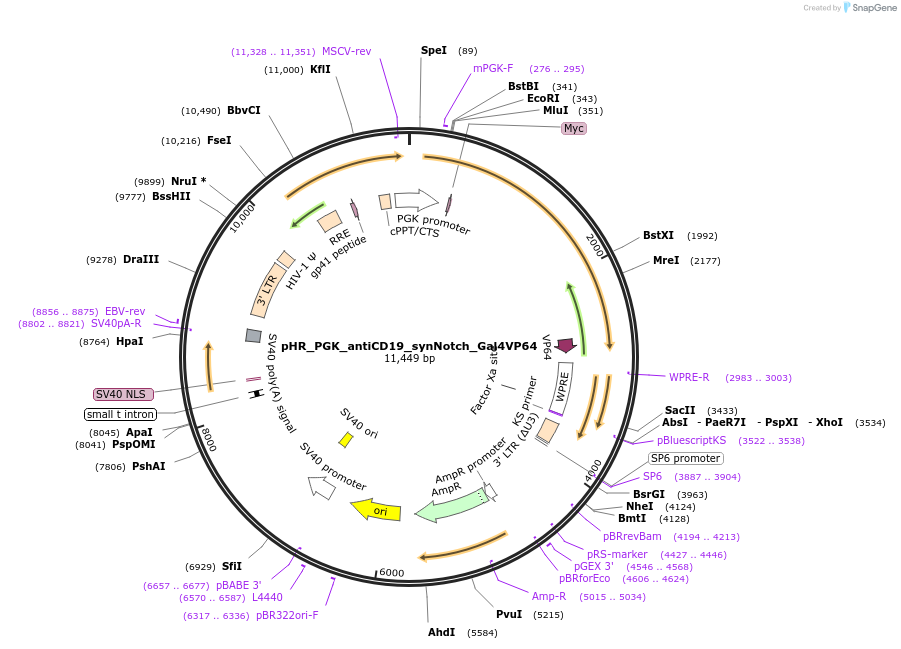 79125-plasmid-map-sequence-id-484265