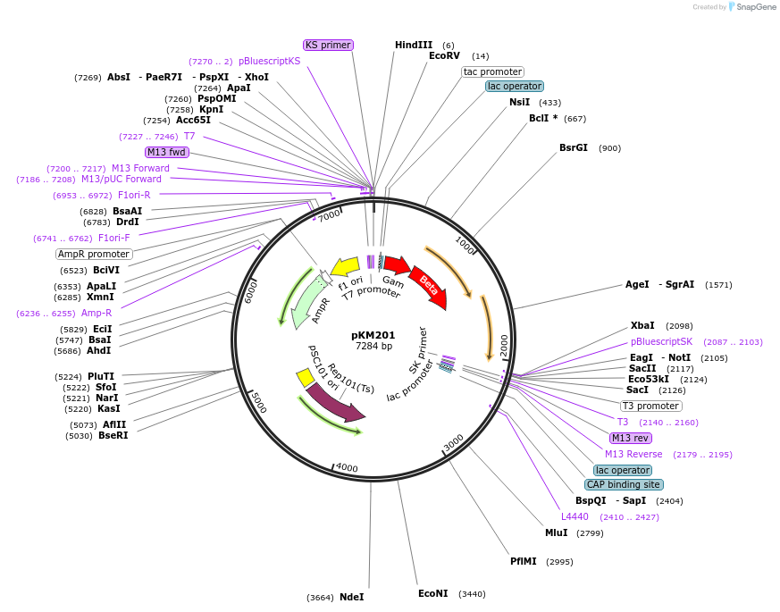 13078-plasmid-map-sequence-id-484266