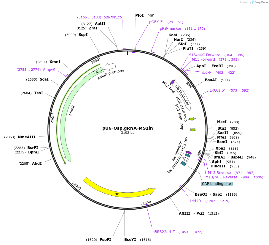 229772-plasmid-map-sequence-id-484423