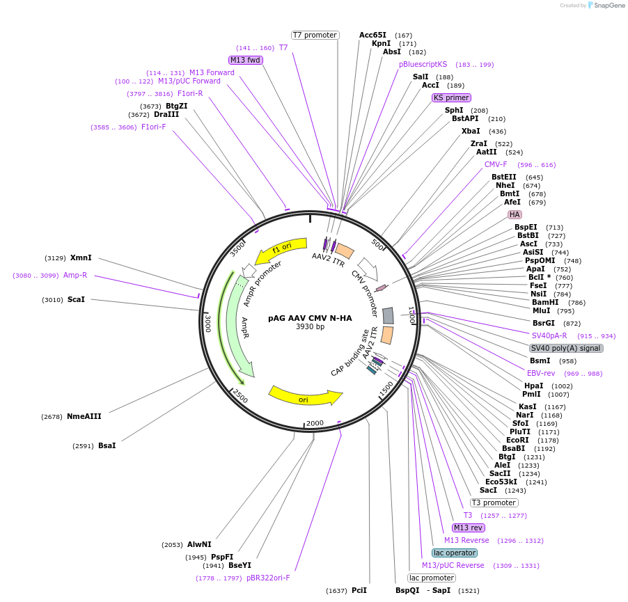 242960-plasmid-map-sequence-id-484468