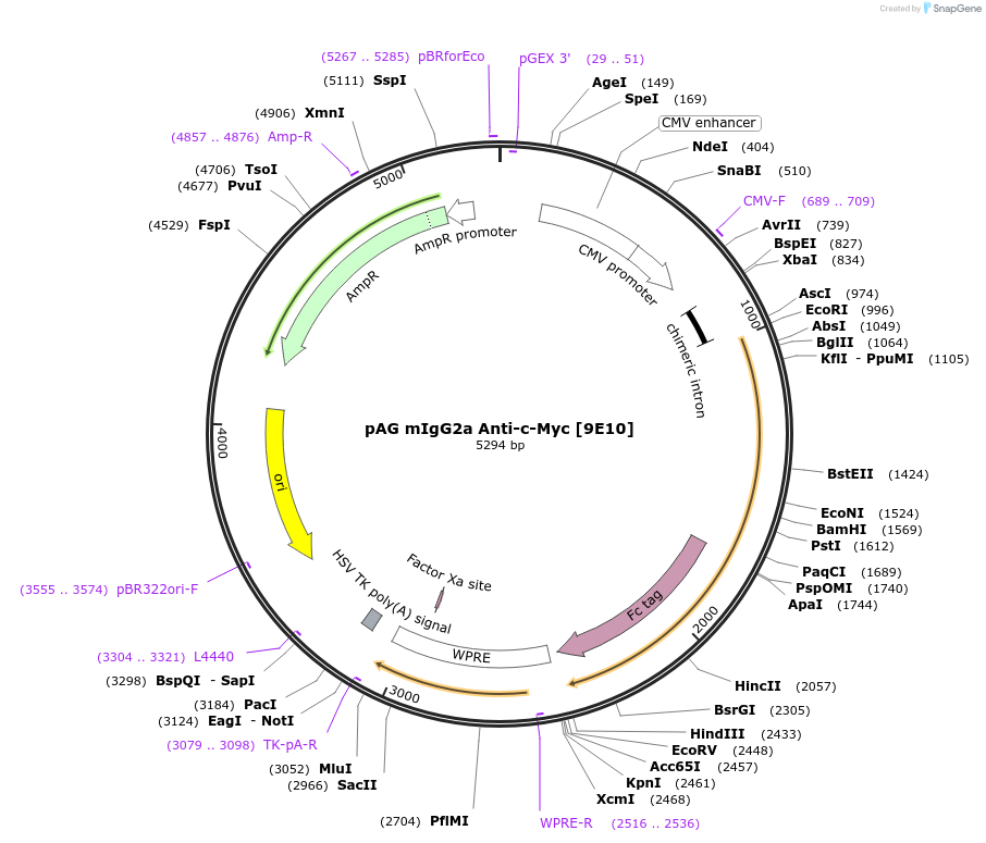 242955-plasmid-map-sequence-id-484469