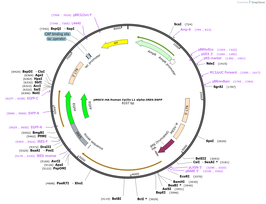 240140-plasmid-map-sequence-id-484480
