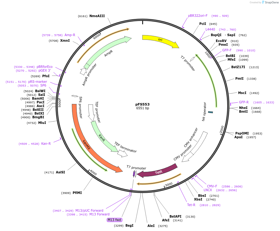 242853-plasmid-map-sequence-id-484488