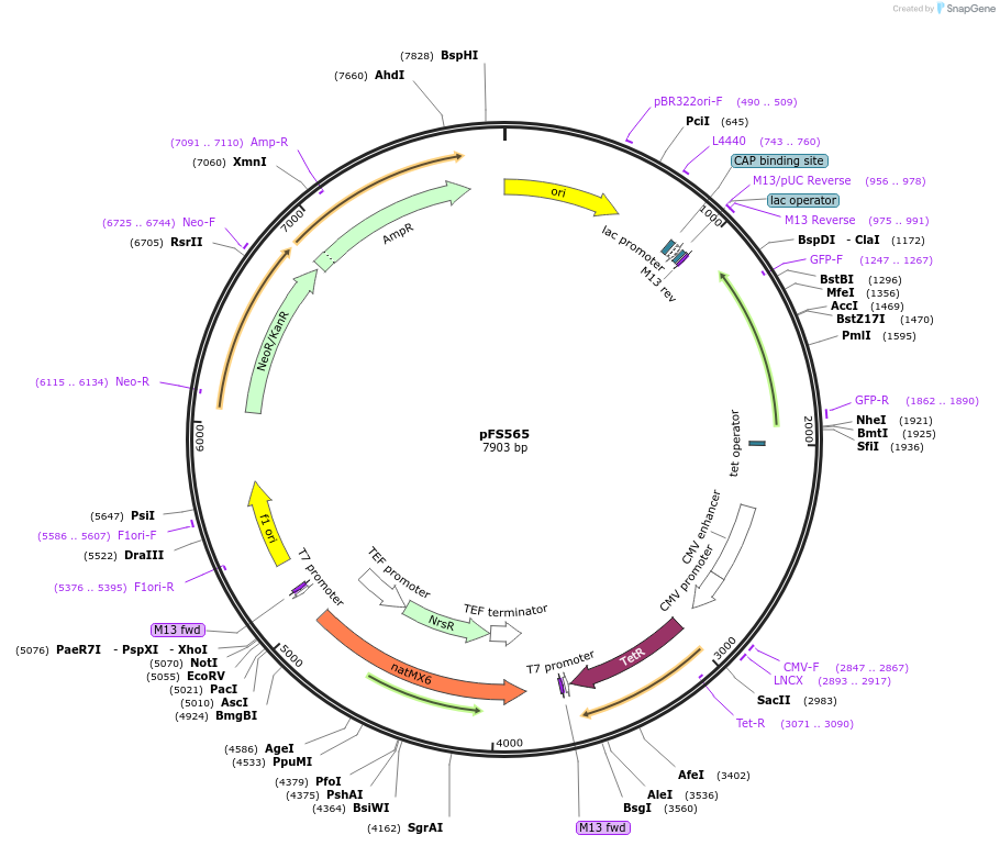 242865-plasmid-map-sequence-id-484489