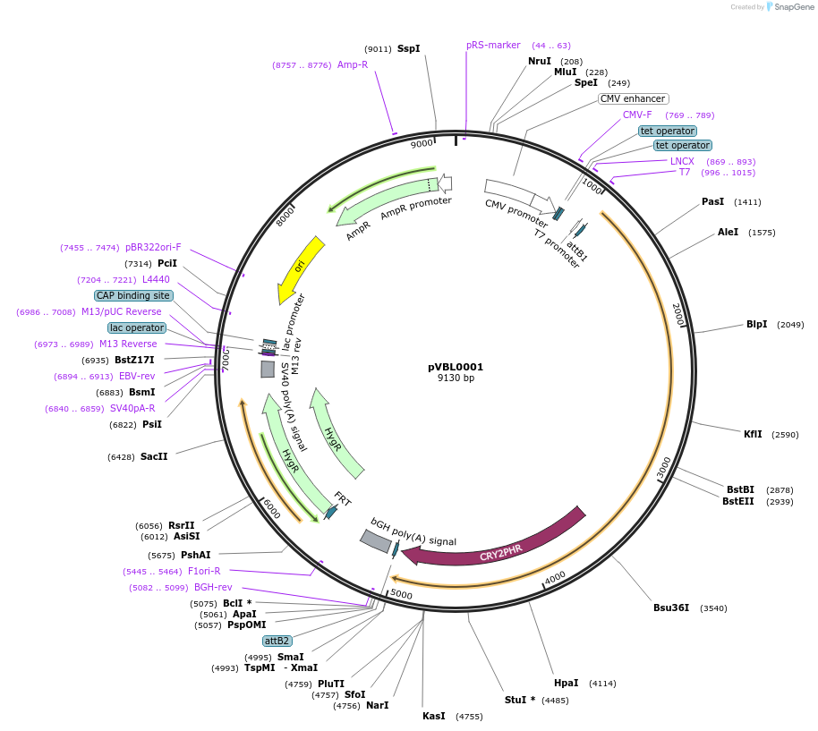 242429-plasmid-map-sequence-id-484493