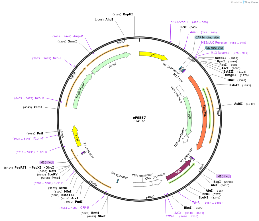 242857-plasmid-map-sequence-id-484506