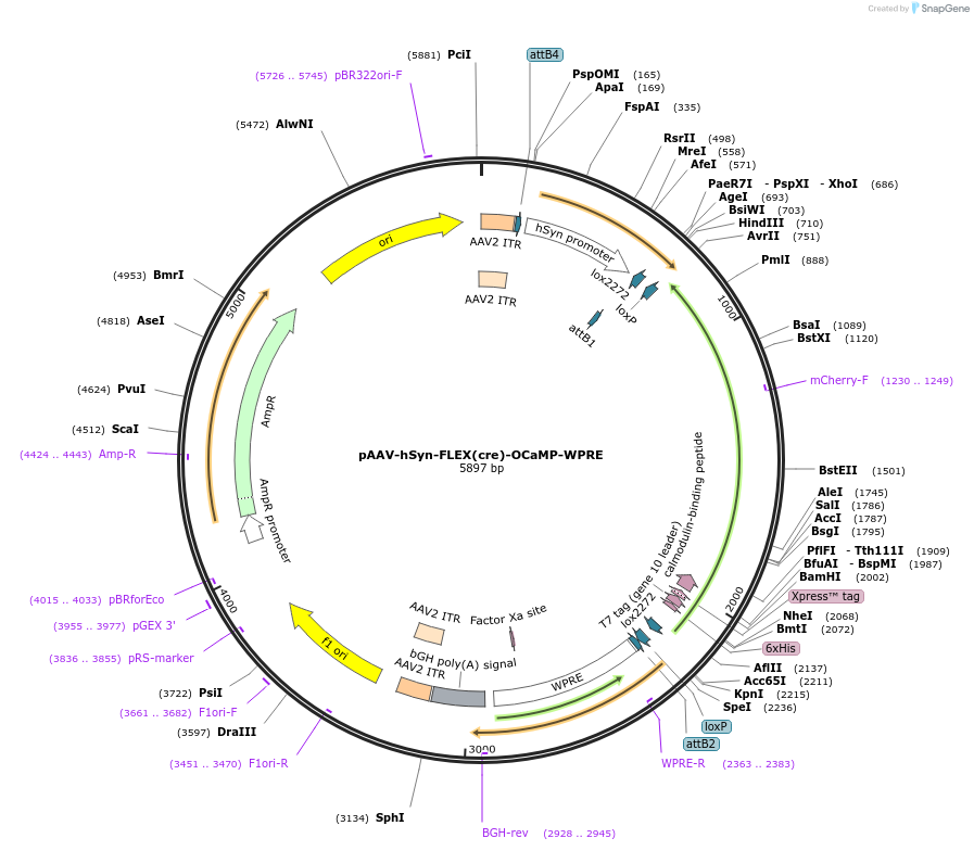 229853-plasmid-map-sequence-id-484526