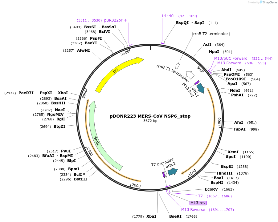 168633-plasmid-map-sequence-id-484528