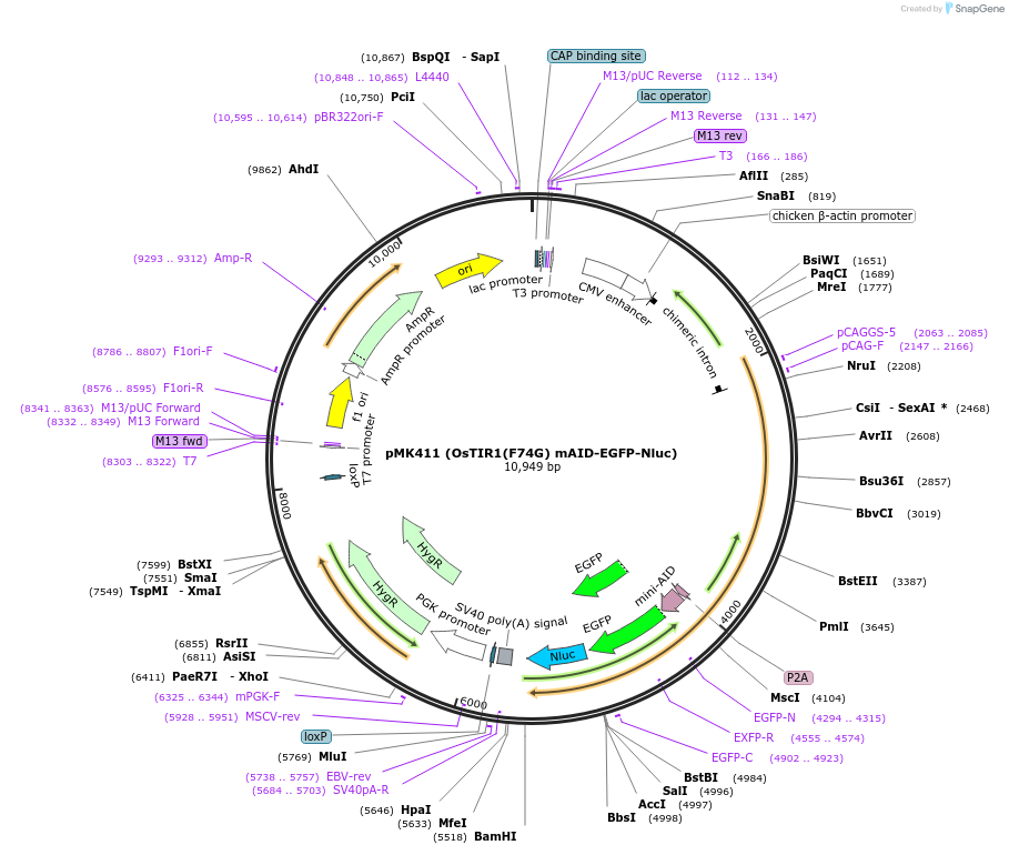 140659-plasmid-map-sequence-id-484536