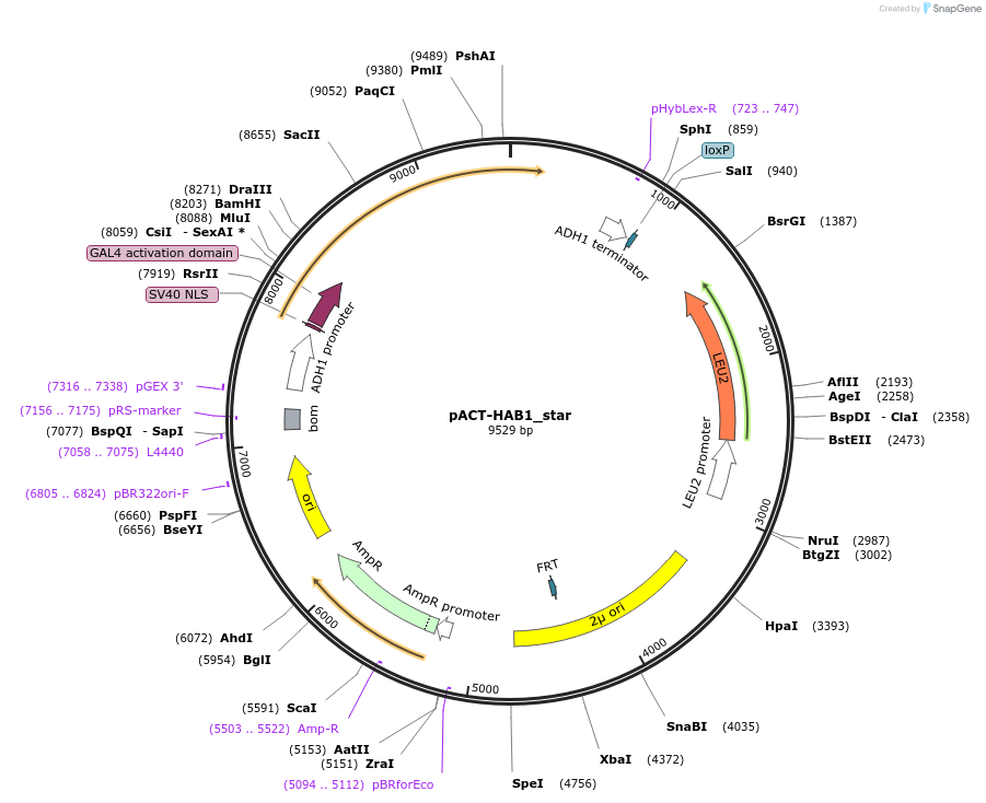 241277-plasmid-map-sequence-id-484547