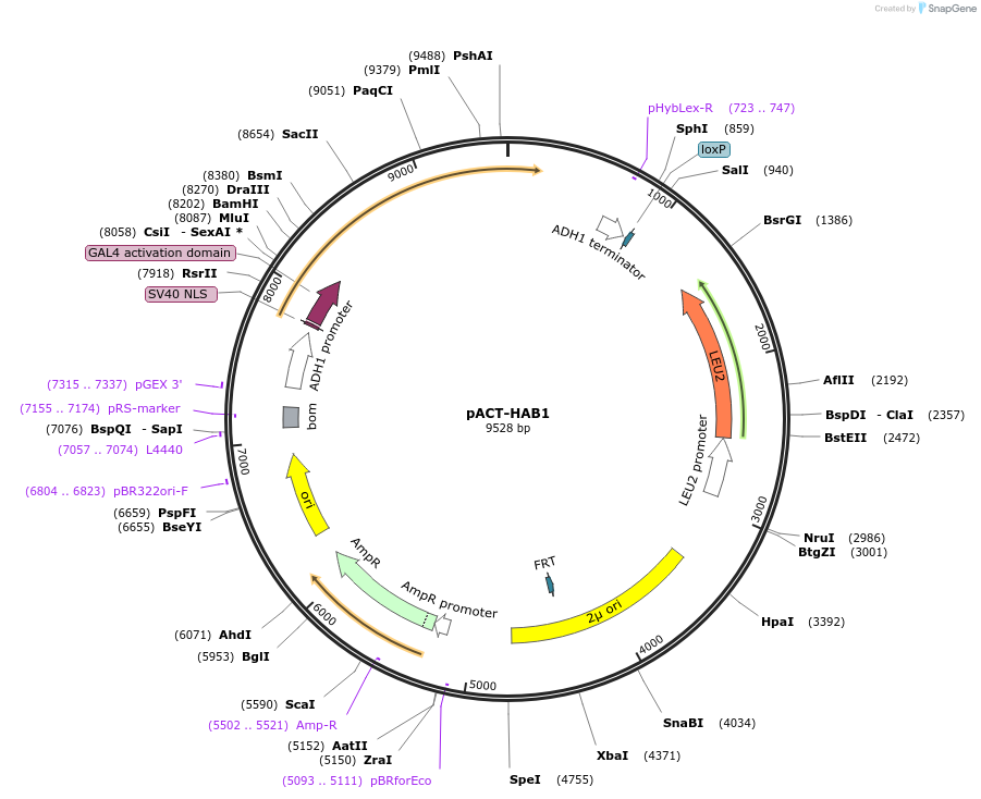 241276-plasmid-map-sequence-id-484548