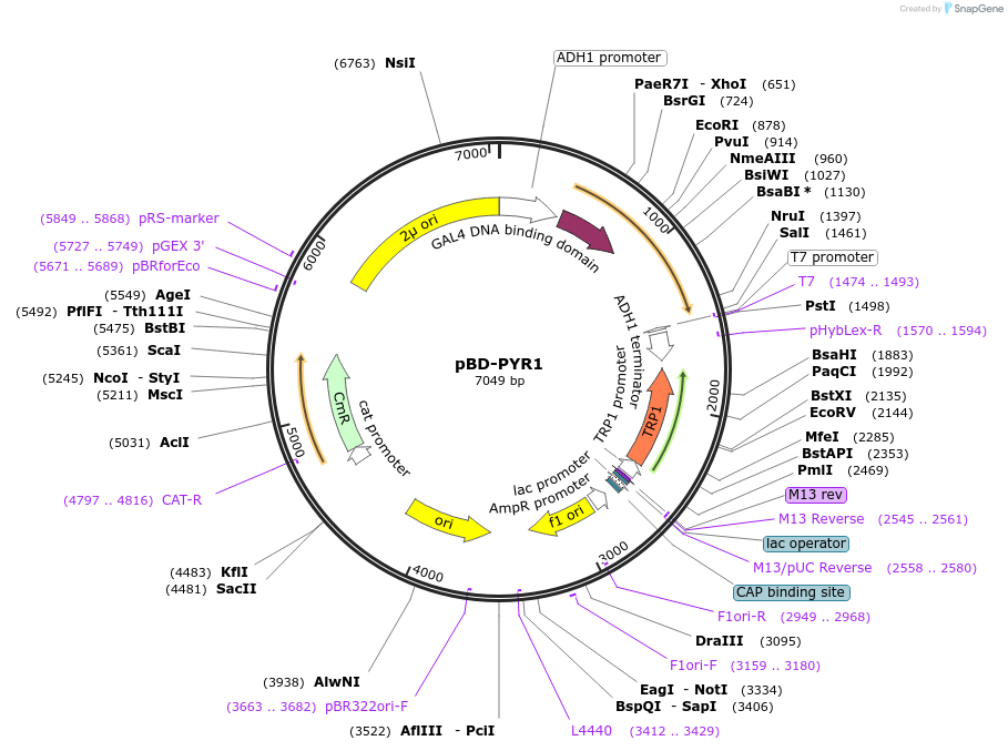 241278-plasmid-map-sequence-id-484552