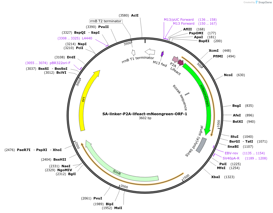 241204-plasmid-map-sequence-id-484612