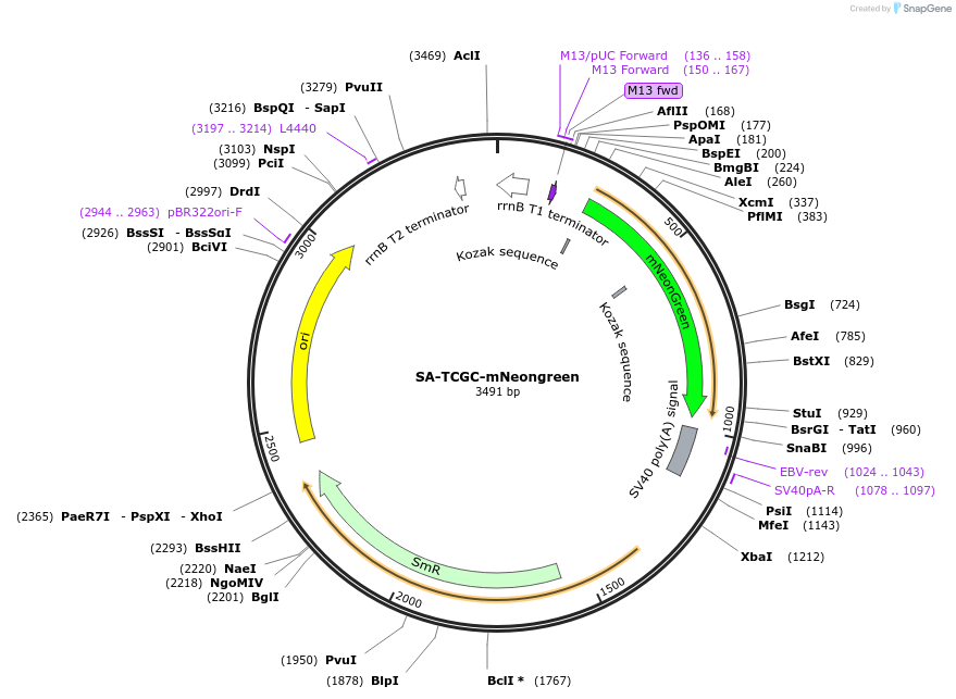 241203-plasmid-map-sequence-id-484622