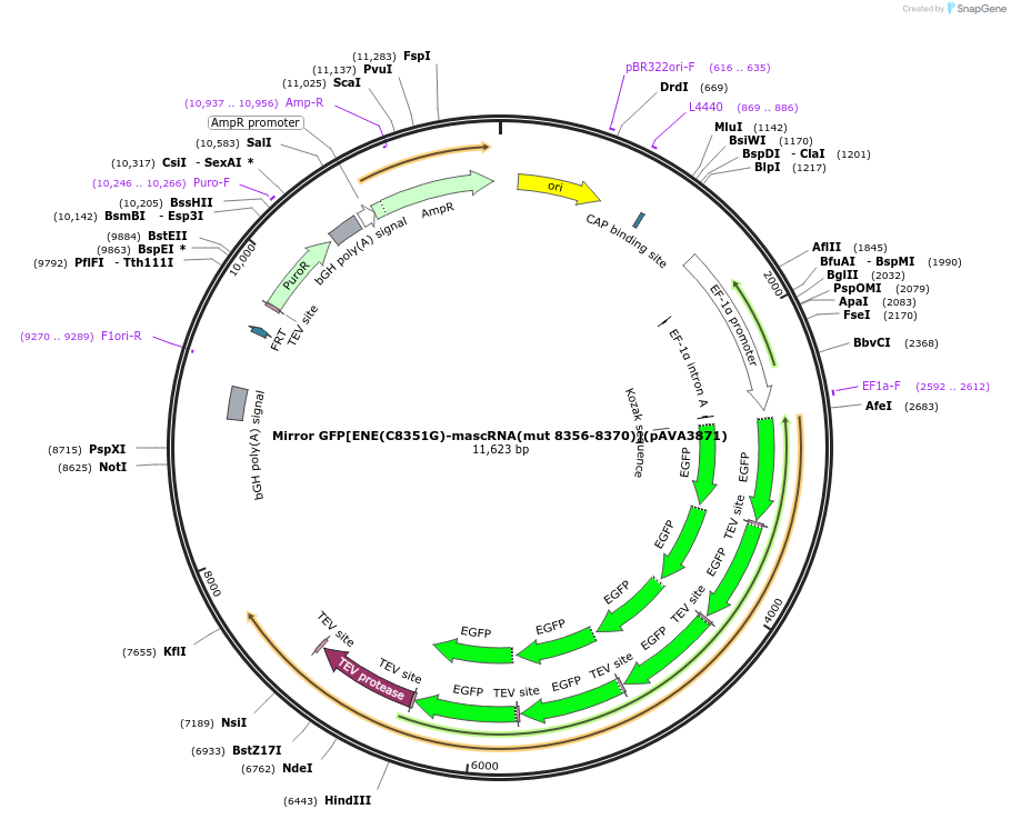 239352-plasmid-map-sequence-id-484636
