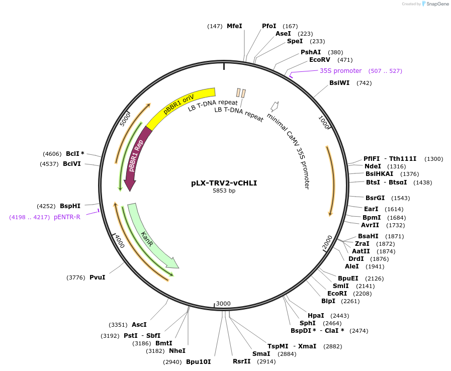 239842-plasmid-map-sequence-id-484647
