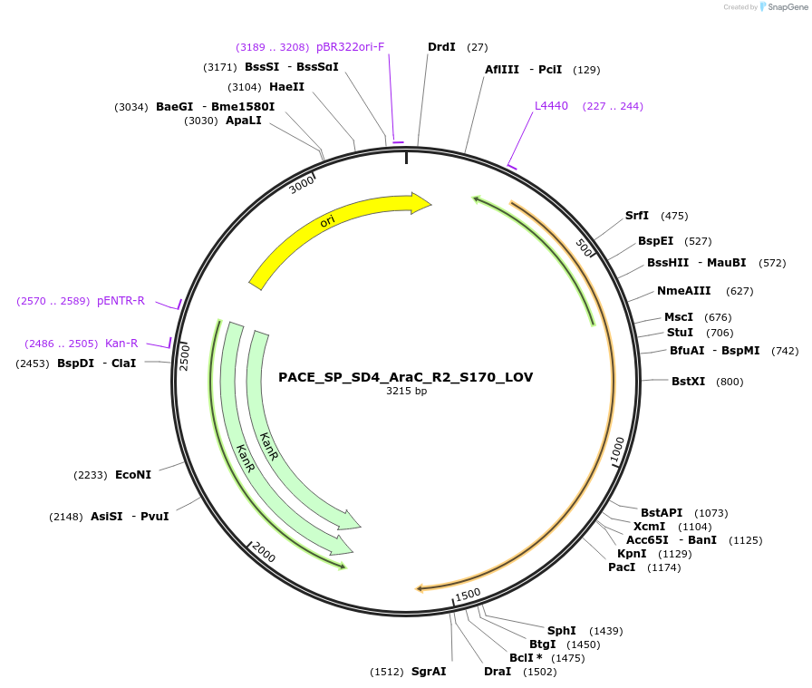 242145-plasmid-map-sequence-id-484655