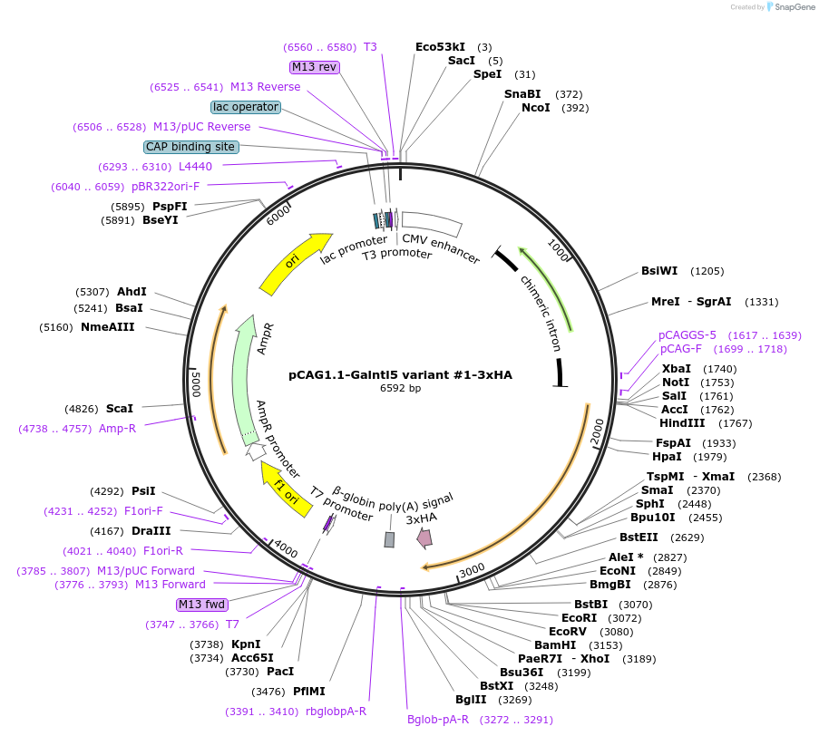240645-plasmid-map-sequence-id-484663