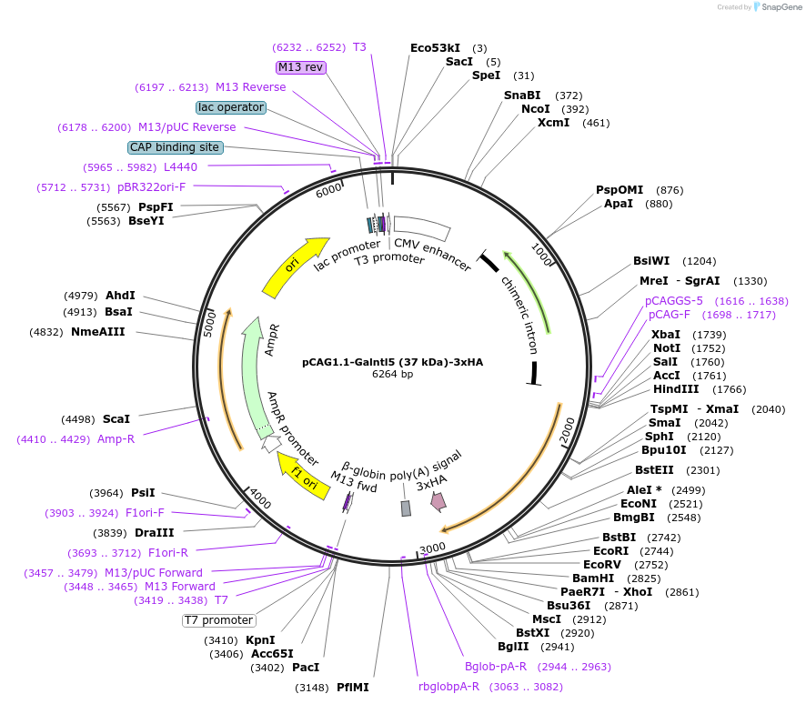 240646-plasmid-map-sequence-id-484665