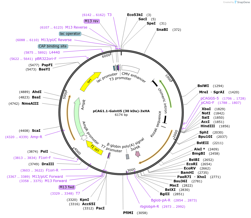 240647-plasmid-map-sequence-id-484666