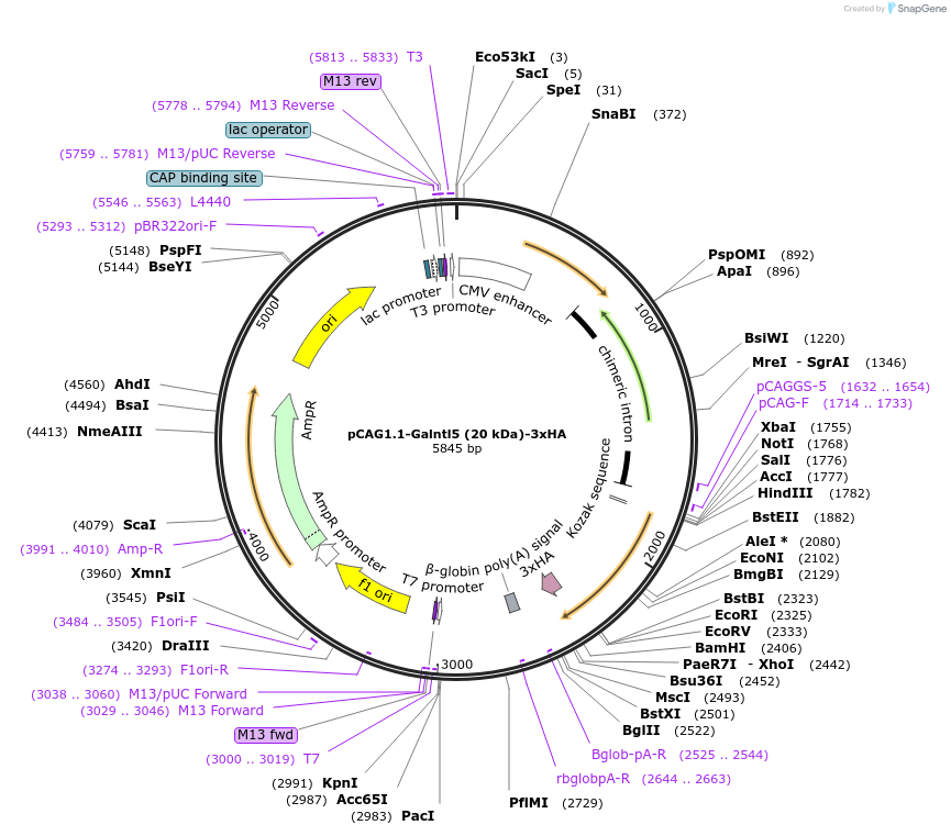 240648-plasmid-map-sequence-id-484669