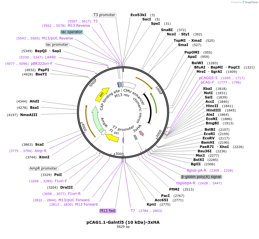 240649-plasmid-map-sequence-id-484670