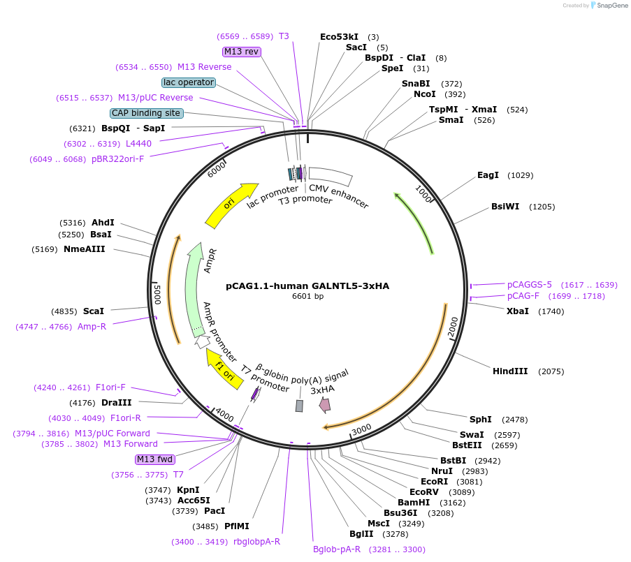 241431-plasmid-map-sequence-id-484671