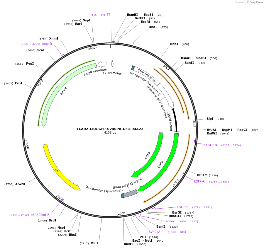 203767-plasmid-map-sequence-id-484673