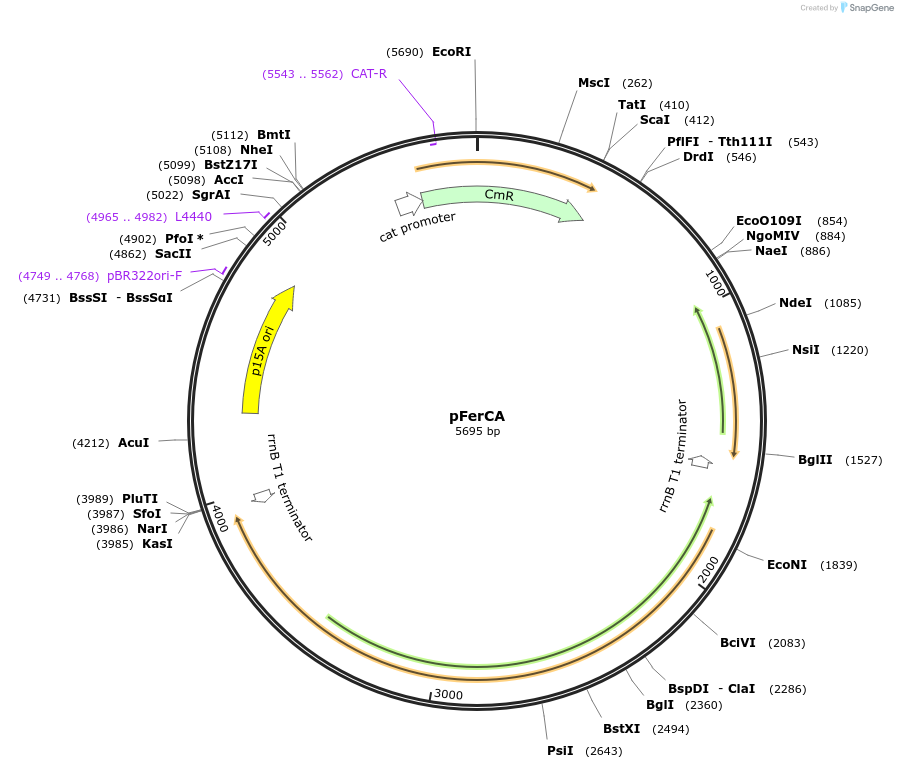 241903-plasmid-map-sequence-id-484711