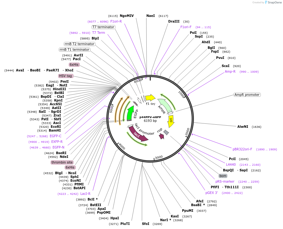 241907-plasmid-map-sequence-id-484722
