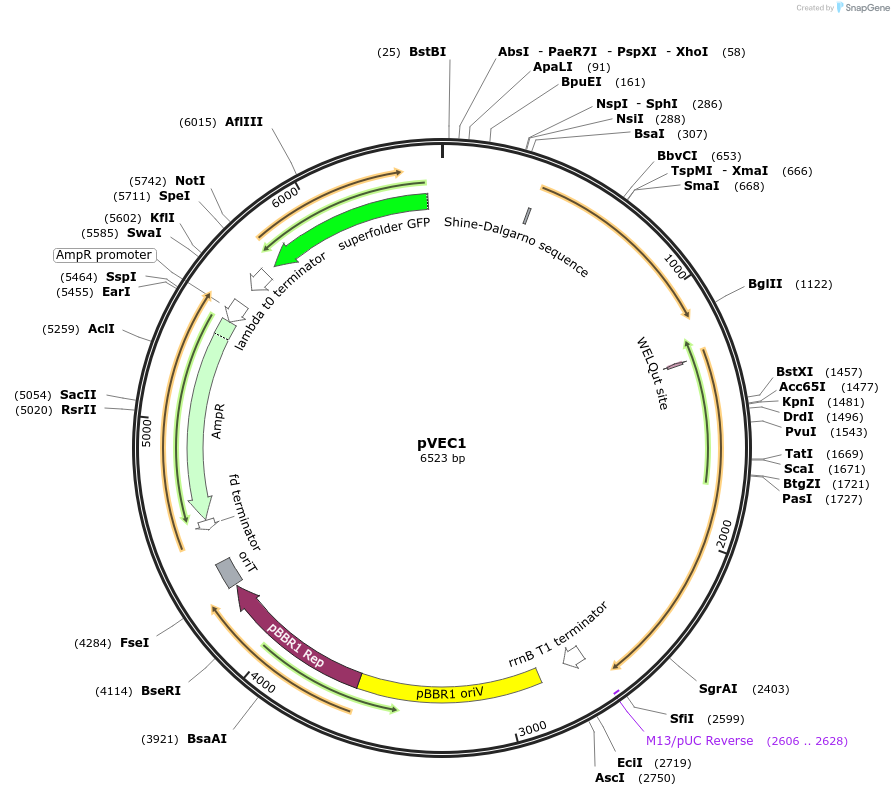 241910-plasmid-map-sequence-id-484726