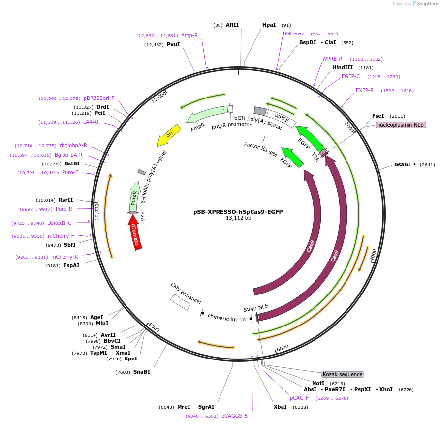 237298-plasmid-map-sequence-id-484728