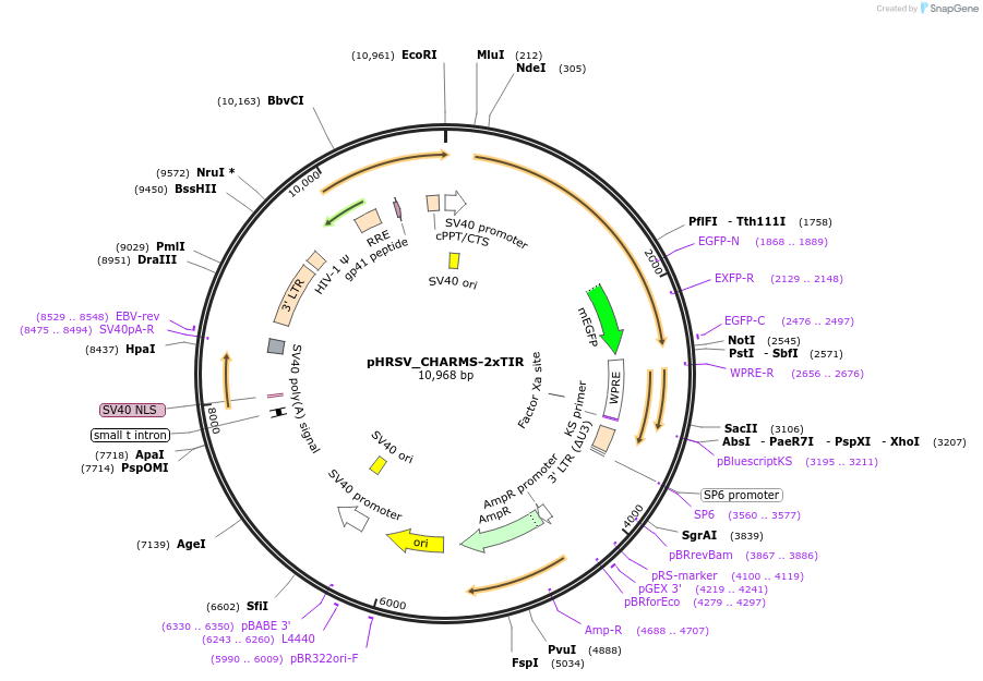 233930-plasmid-map-sequence-id-484962