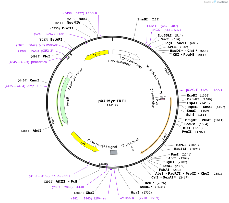 232641-plasmid-map-sequence-id-484984
