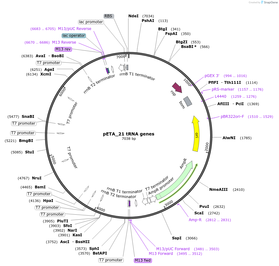 242431-plasmid-map-sequence-id-485003