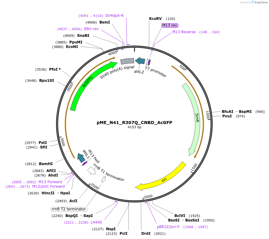 241363-plasmid-map-sequence-id-485017