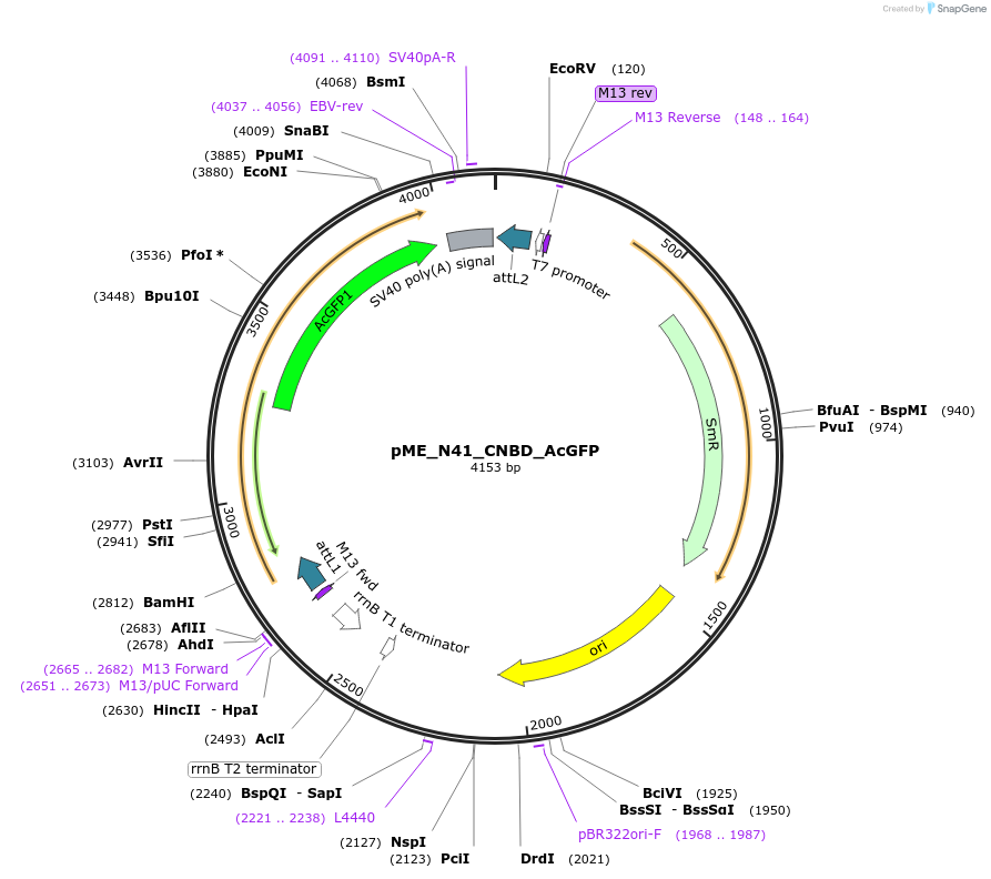 241362-plasmid-map-sequence-id-485027