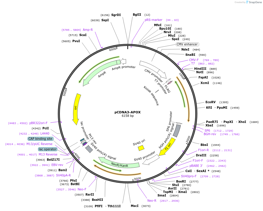 242344-plasmid-map-sequence-id-485070