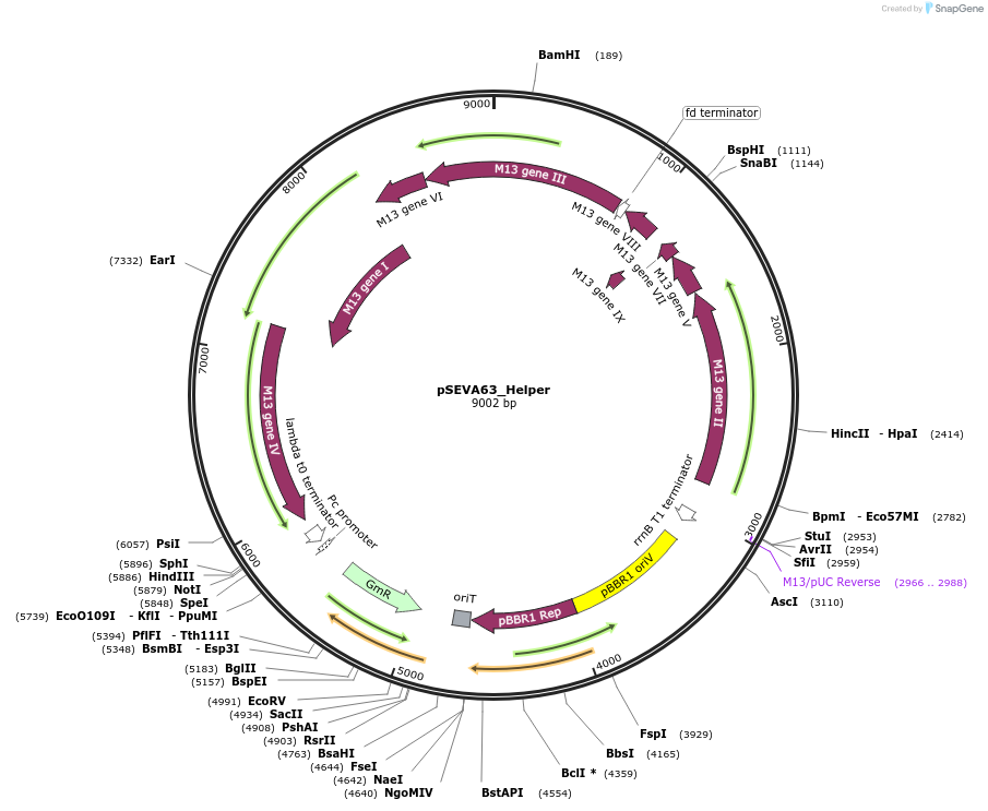 190432-plasmid-map-sequence-id-485074