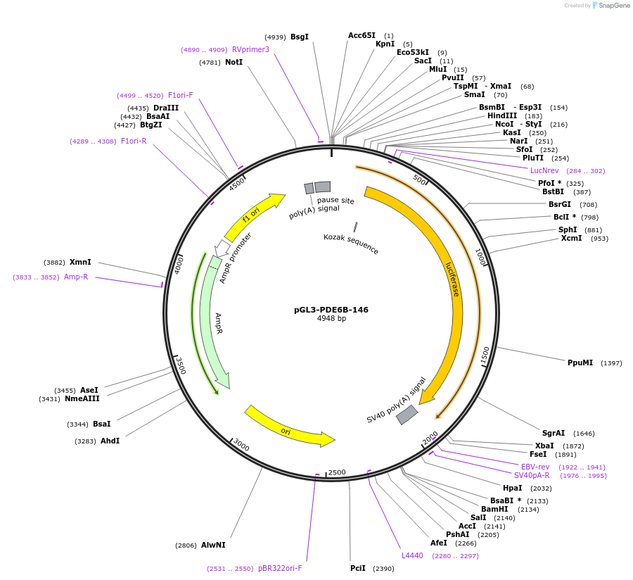 239098-plasmid-map-sequence-id-485111