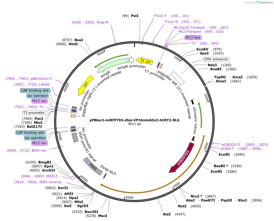 241843-plasmid-map-sequence-id-485112