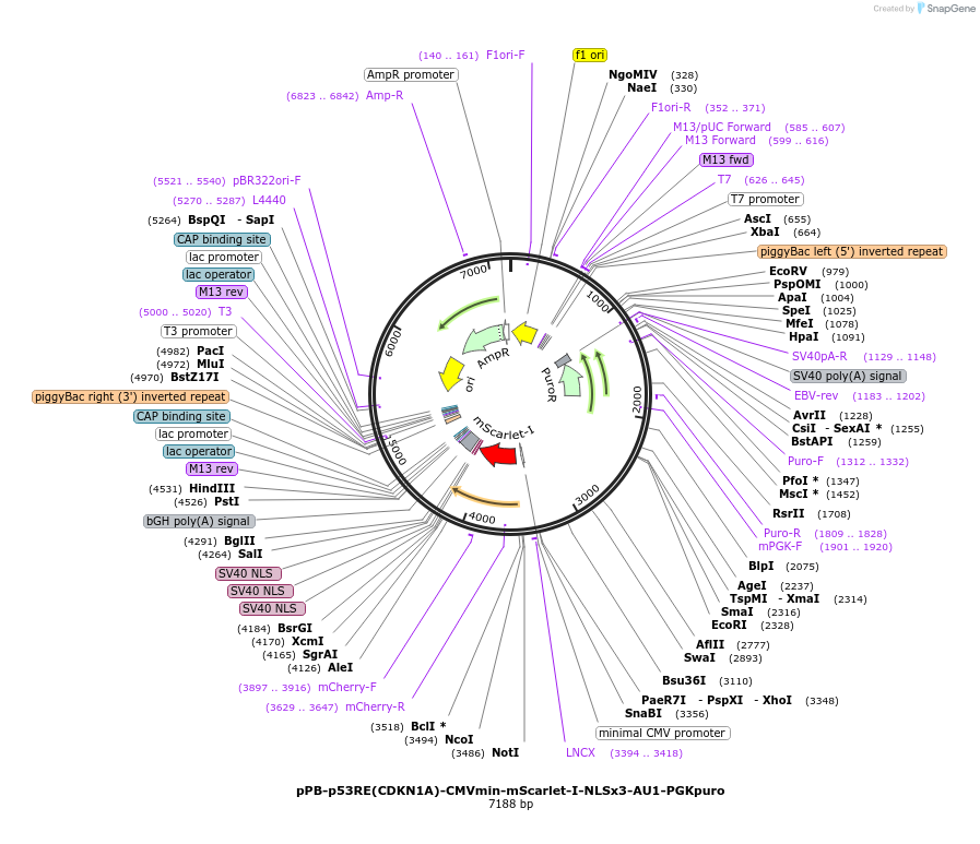 241845-plasmid-map-sequence-id-485115