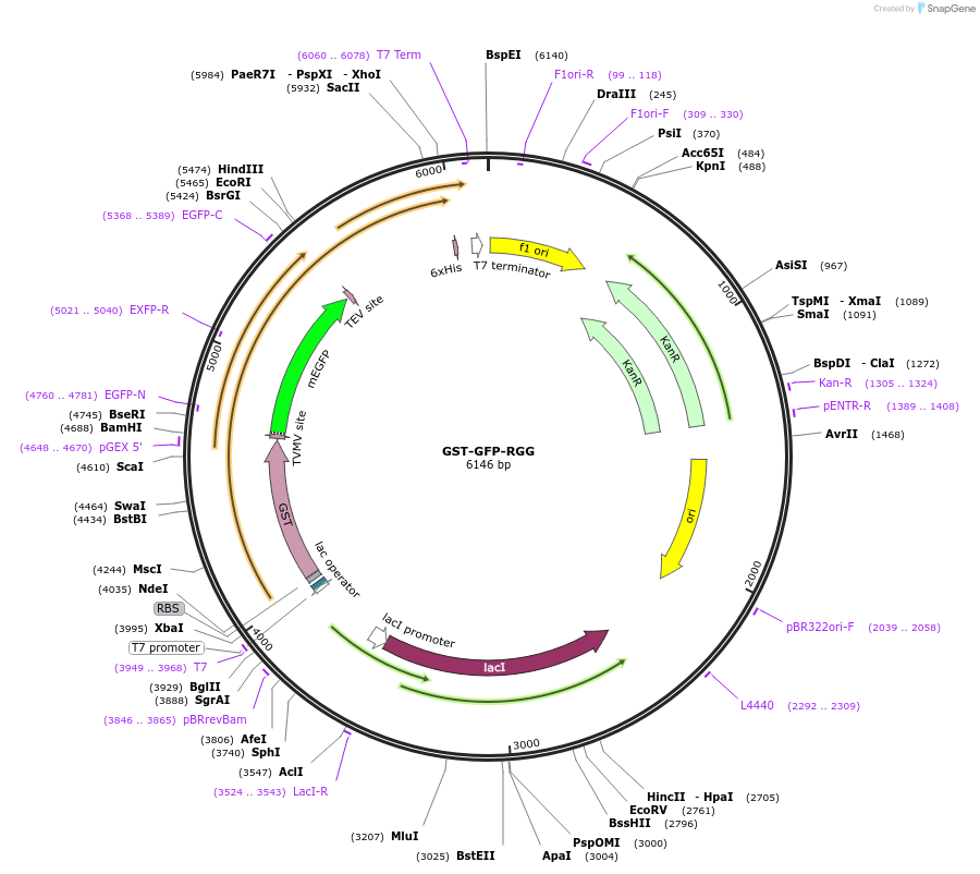 242454-plasmid-map-sequence-id-485122