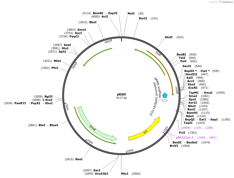 232355-plasmid-map-sequence-id-485174