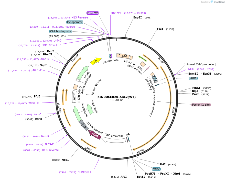 215469-plasmid-map-sequence-id-485193